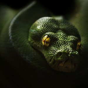 May. 2017 - Gator Alley - Green Tree Python