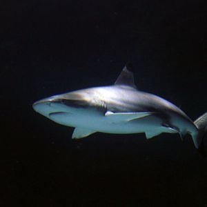 May. 2017 - Surrounded By Sharks - Blacktip