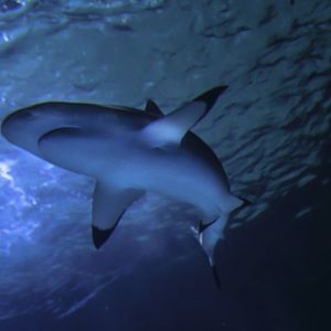 May. 2017 - Surrounded By Sharks - Blacktip