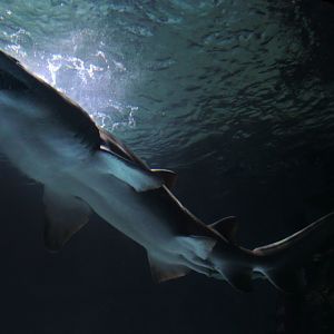 May. 2017 - Surrounded By Sharks - Sandtiger Shark