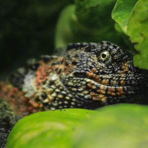 May. 2017 - Gator Alley - Chinese Crocodile Lizard