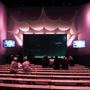 May. 2017 - Shark Ray Bay Theater