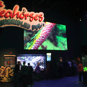 May. 2017 - New 2016 - Seahorses: Unbridled Fun