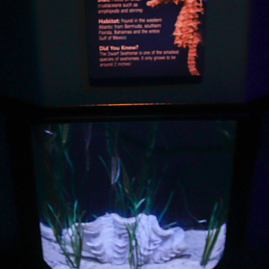 May. 2017 - Seahorses: Unbridled Fun - Dwarf Seahorse + Razorfish Tank