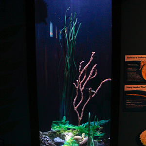 May. 2017 - Seahorses: Unbridled Fun - Barbour's Seahorses + Many-banded Pipefish Tank