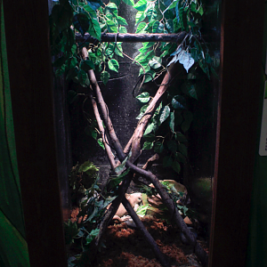 May. 2017 - Frog Bog (New Tank) - Solomon Island Skink + Solomon Island Frog Tank