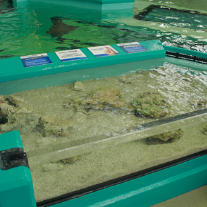 May. 2017 - Stingray Hideaway (New 2017) - Touch Tank for Small Sharks