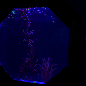 May. 2017 - The Gallery - GloFish Tetra + GloFish Danios Tank