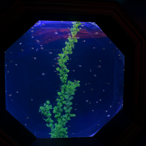 May. 2017 - The Gallery - Black Skirt Tetra + Zebra Danios Tank