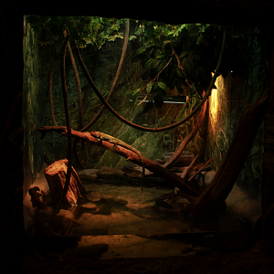 May. 2017 - Gator Alley - Caiman Lizard Exhibit