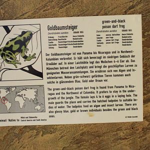 Sign Green and black dart frog