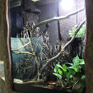Enclosure Green and black dart frog