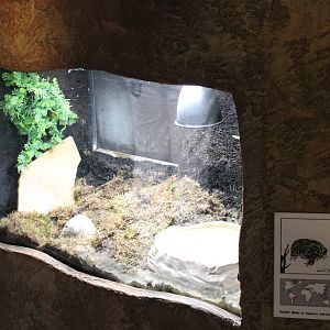 Enclosure Ornate horned frog