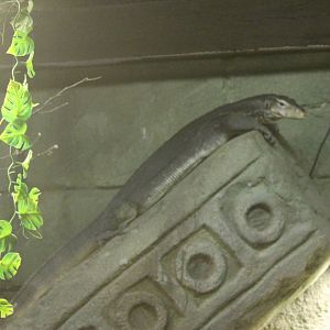 Banded water monitor