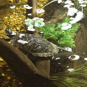 Red-eared slider