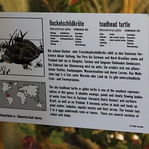 Sign Toadhead turtle