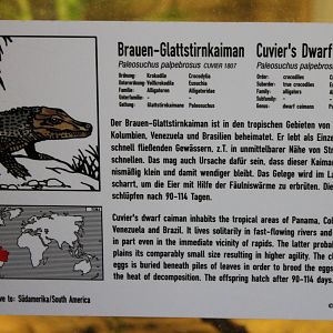 Sign Cuviers dwarf caiman