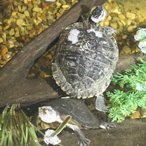 Slider and Toadhead turtle