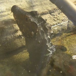 Cuviers dwarf caiman