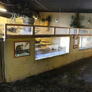Indoor- enclosure Small-clawed otter