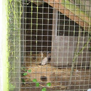 Glad Zoo - Ferret exhibit