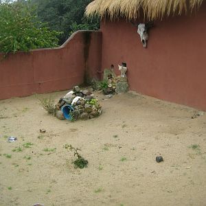 Glad Zoo - Fennec fox exhibit