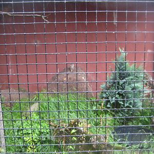 Glad Zoo - Burrowing owl aviary