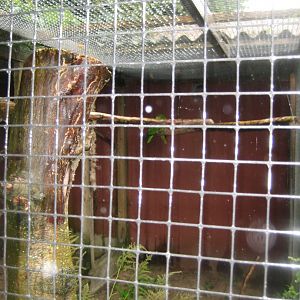 Glad Zoo - Amazon parrot aviary