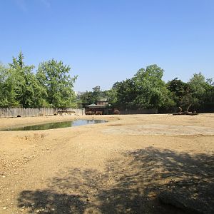 American Bison Enclosure