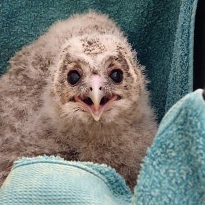 Ural Owl Chick- 3 weeks old