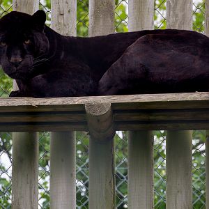 Jaguar : Wingham : 06 May 2017