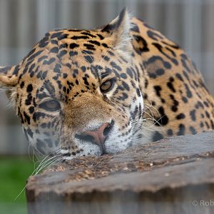 Jaguar : Wingham : 06 May 2017