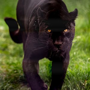 Jaguar : Wingham : 06 May 2017