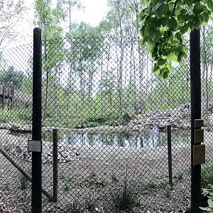 Brown bear (exhibit) : Wildwood : 07 May 2017