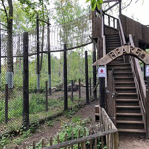 Brown bear (exhibit) : Wildwood : 07 May 2017