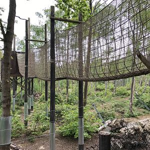 Brown bear (exhibit) : Wildwood : 07 May 2017