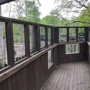 Brown bear (exhibit) : Wildwood : 07 May 2017