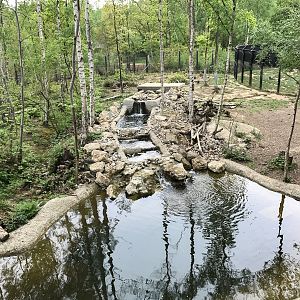 Brown bear (exhibit) : Wildwood : 07 May 2017