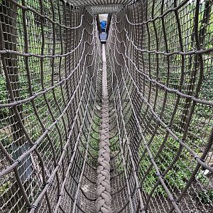 Brown bear (exhibit) : Wildwood : 07 May 2017