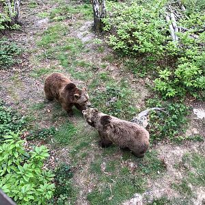 Brown bear (exhibit) : Wildwood : 07 May 2017