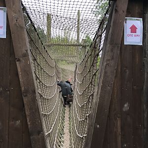 Brown bear (exhibit) : Wildwood : 07 May 2017