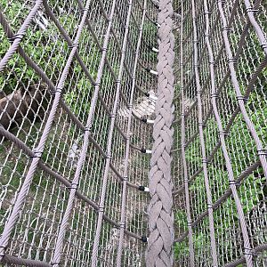 Brown bear (exhibit) : Wildwood : 07 May 2017