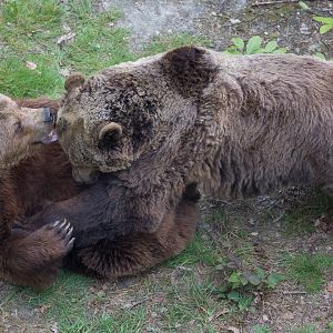 European brown bear : Wildwood : 07 May 2017