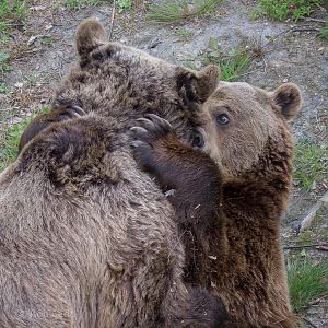 European brown bear : Wildwood : 07 May 2017