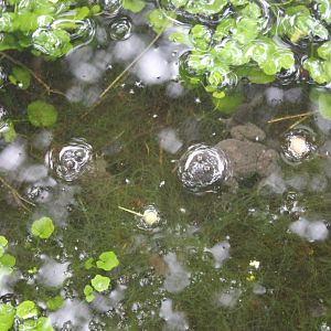 Yellow-bellied toads