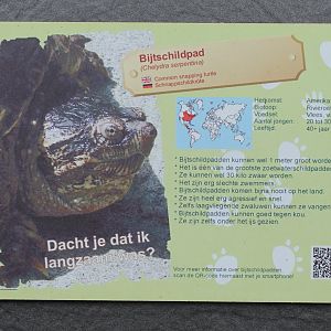 Sign Common snapping turtle