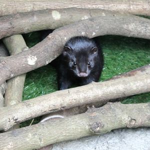 American Mink