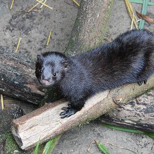 American Mink