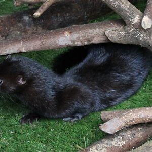 American Mink