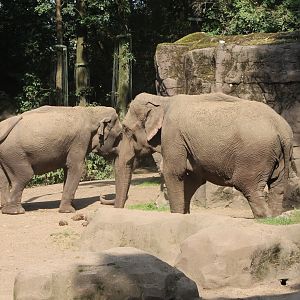 Asian elephants